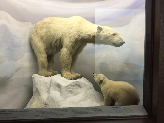 Musée d'histoire naturelle de Leipzig